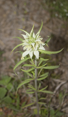 Monarda punctata