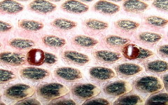 Limaformosa capensis