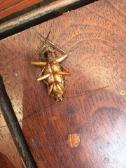 Periplaneta americana