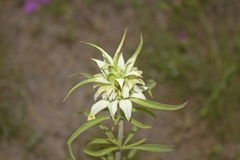 Monarda punctata