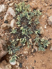 Tournefortia gnaphalodes