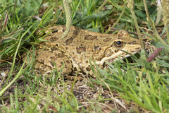 Pelophylax perezi