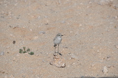 Emarginata tractrac