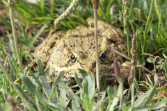 Pelophylax perezi