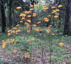 Rhododendron austrinum