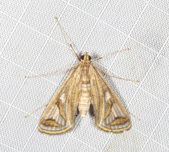 Strepsinoma foveata