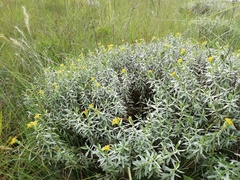 Lasiosiphon splendens