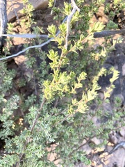 Cliffortia polygonifolia