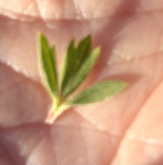 Cliffortia polygonifolia