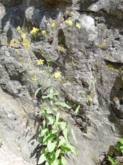 Lapsana communis intermedia