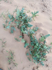 Erodium hoefftianum