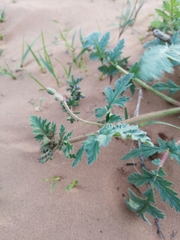 Erodium hoefftianum
