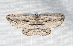 Scioglyptis canescaria