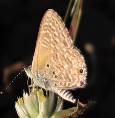 Anthene dulcis dulcis