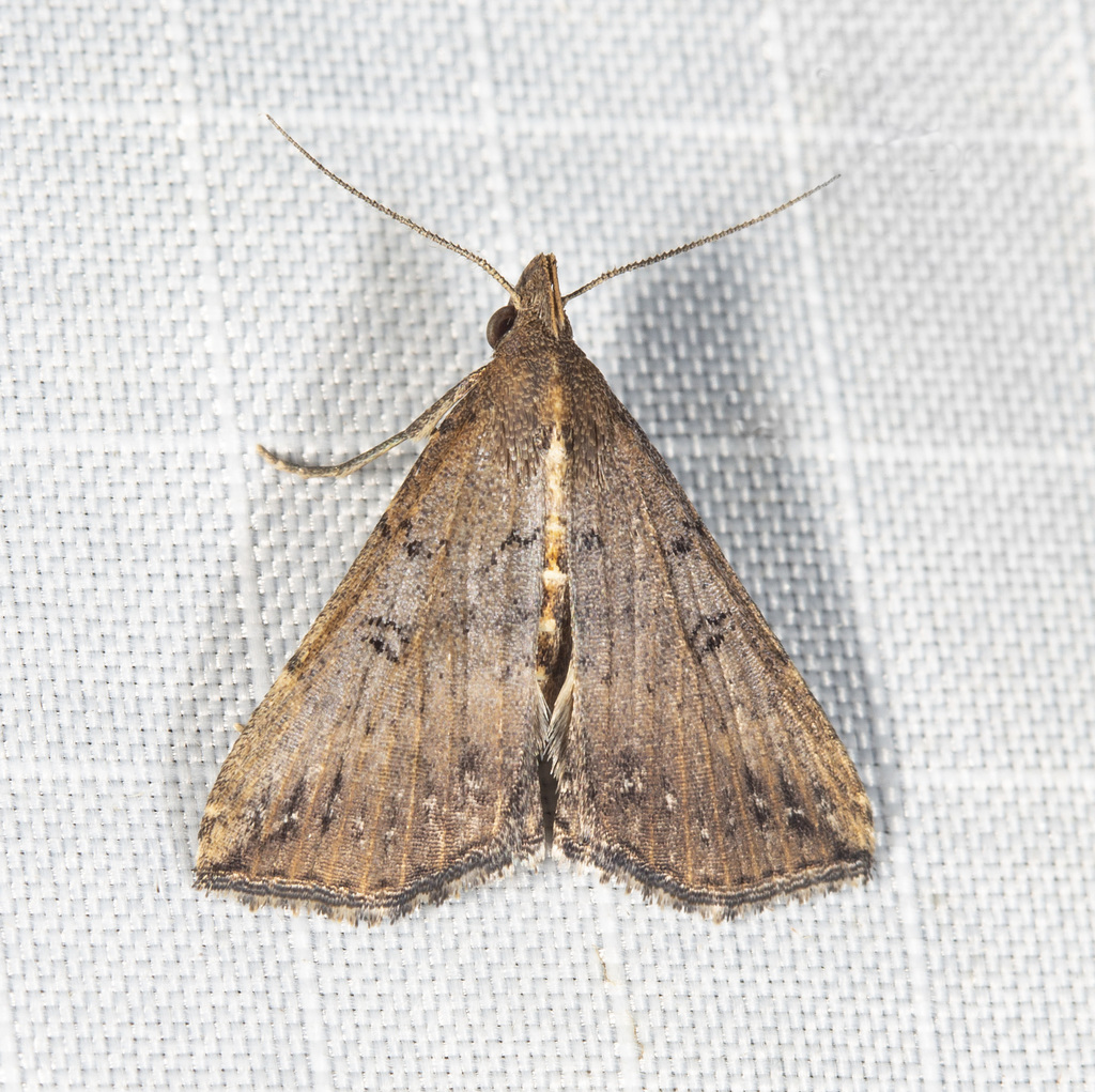 Progonia umbrifera