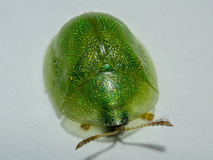 Cassida hemisphaerica