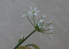 Allium trifoliatum