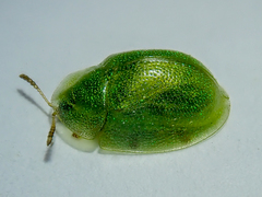 Cassida hemisphaerica