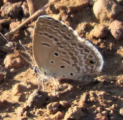Euchrysops subpallida