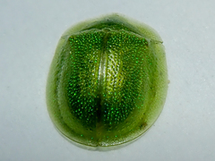 Cassida hemisphaerica