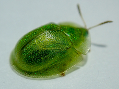 Cassida hemisphaerica