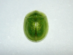 Cassida hemisphaerica