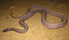 Limaformosa capensis