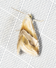 Eublemma roseana