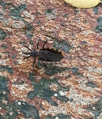 Triatoma longipennis