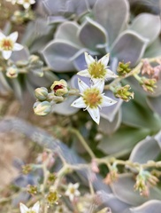 Graptopetalum
