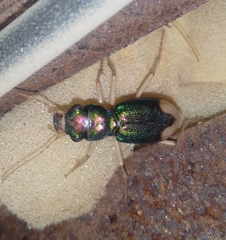 Grammognatha euphratica