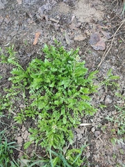 Capsella bursa-pastoris