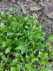 Capsella bursa-pastoris