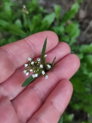 Capsella bursa-pastoris