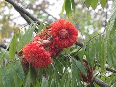 Brownea grandiceps
