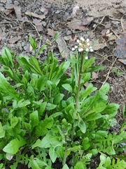 Capsella bursa-pastoris