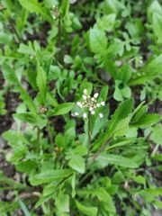 Capsella bursa-pastoris