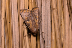 Noctuidae