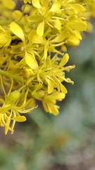 Isatis tinctoria