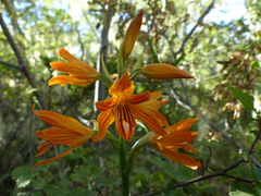Chloraea nudilabia