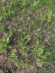 Capsella bursa-pastoris