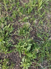 Capsella bursa-pastoris