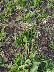 Capsella bursa-pastoris