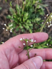Capsella bursa-pastoris
