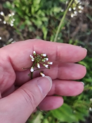 Capsella bursa-pastoris