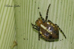 Alpaida quadrilorata