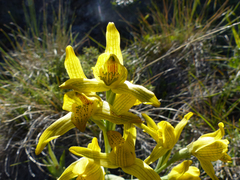 Chloraea × flavovirens