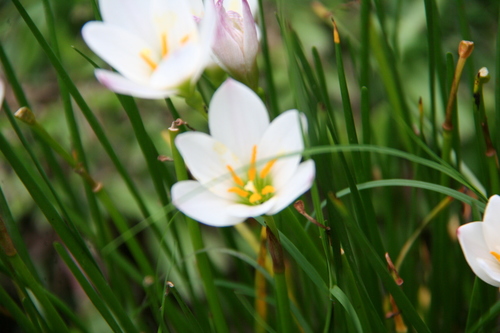 Zephyranthes candida