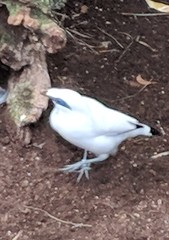 Leucopsar rothschildi