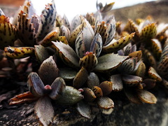 Bryophyllum